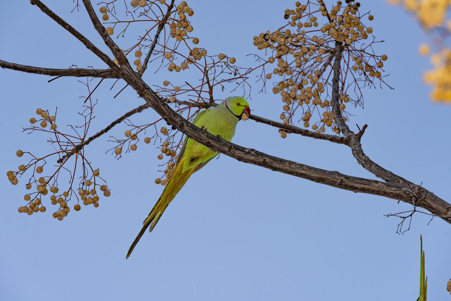 Green bird in the green vegetation photo