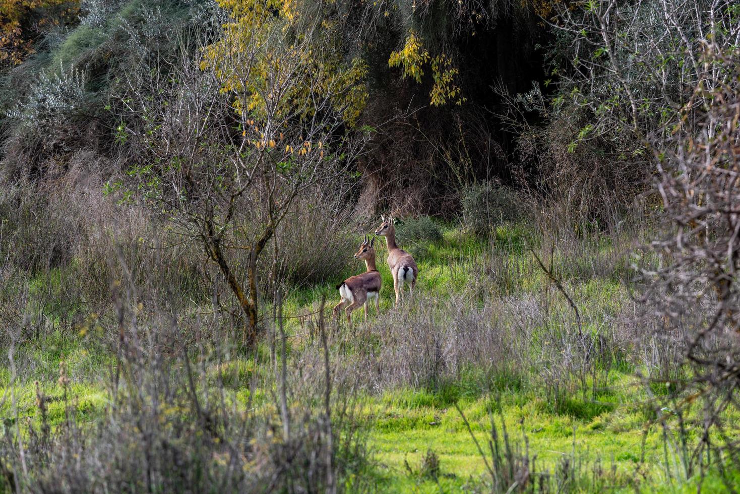 The gerenuk between the plants in the savannah photo