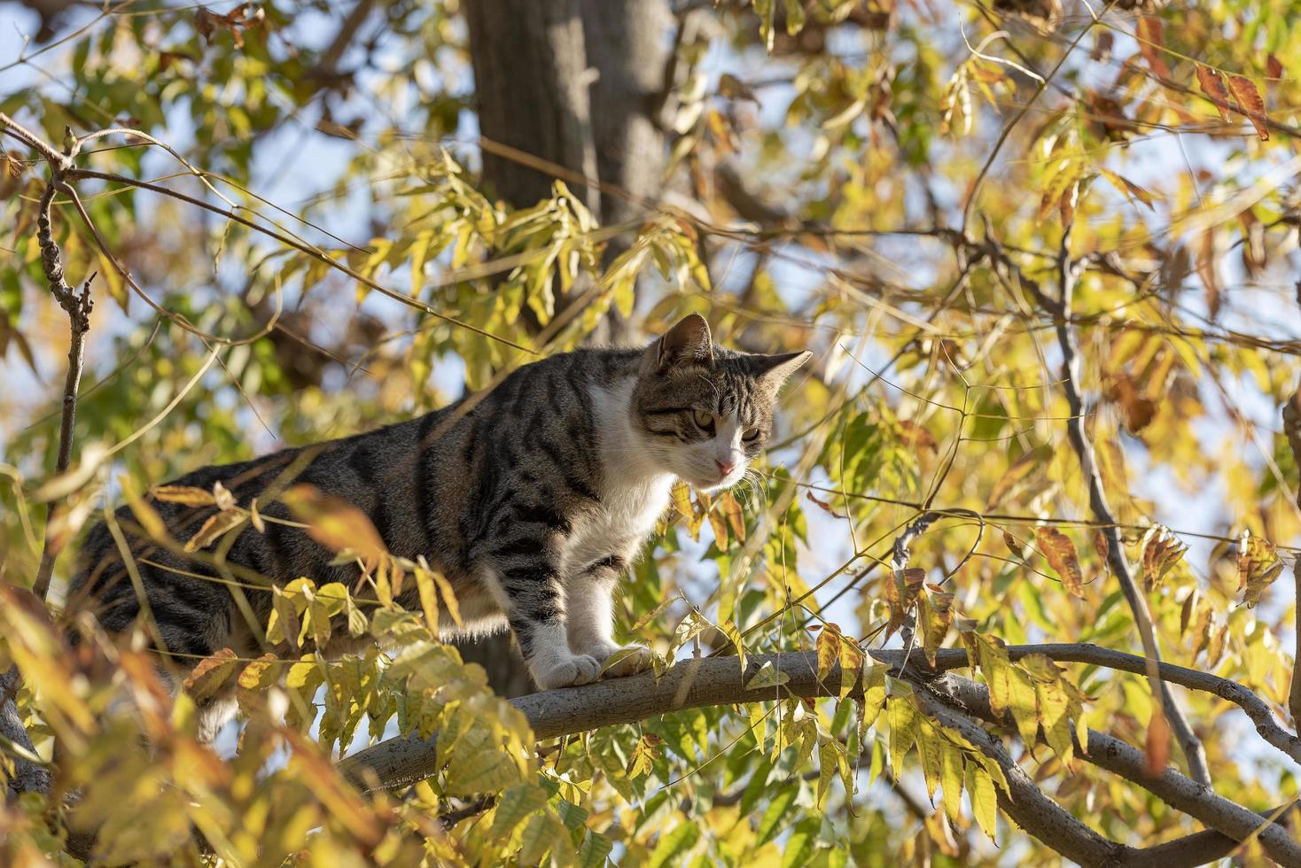 un hermoso gato con ojos amarillos y nariz rosada en un árbol foto