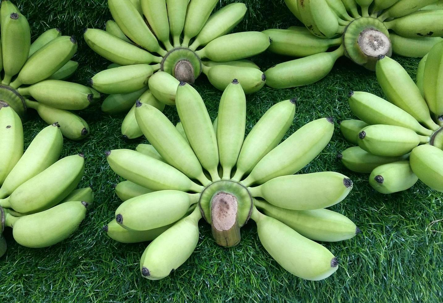 Many green bananas photo