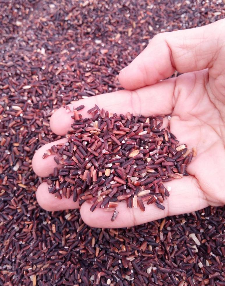 Hand holding organic brown rice photo