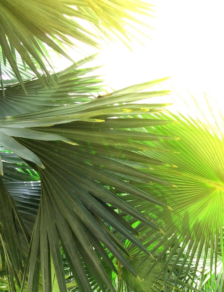 hermosas hojas de palmera de árbol en la luz del sol foto
