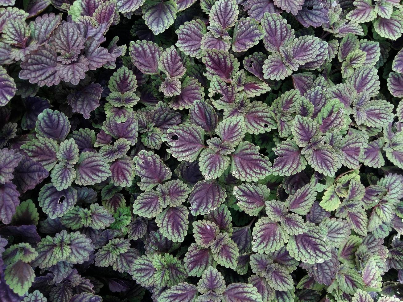 Purple fern leaf plant for background photo