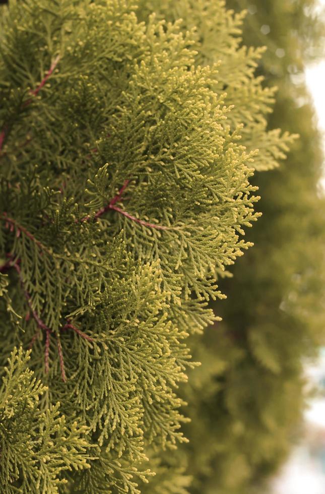 Close-up pine trees for texture photo