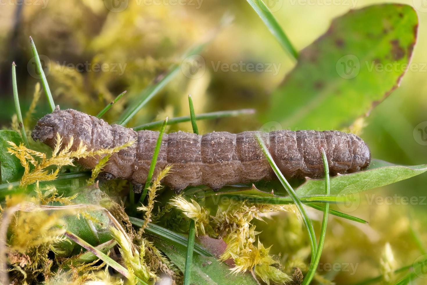 Side view of a caterpillar of the moth shadow monk on a blade of grass photo