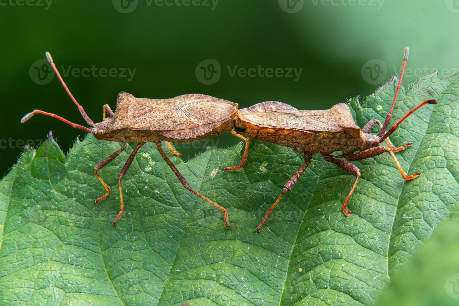Detail shot of two sting bugs mating on a leaf photo