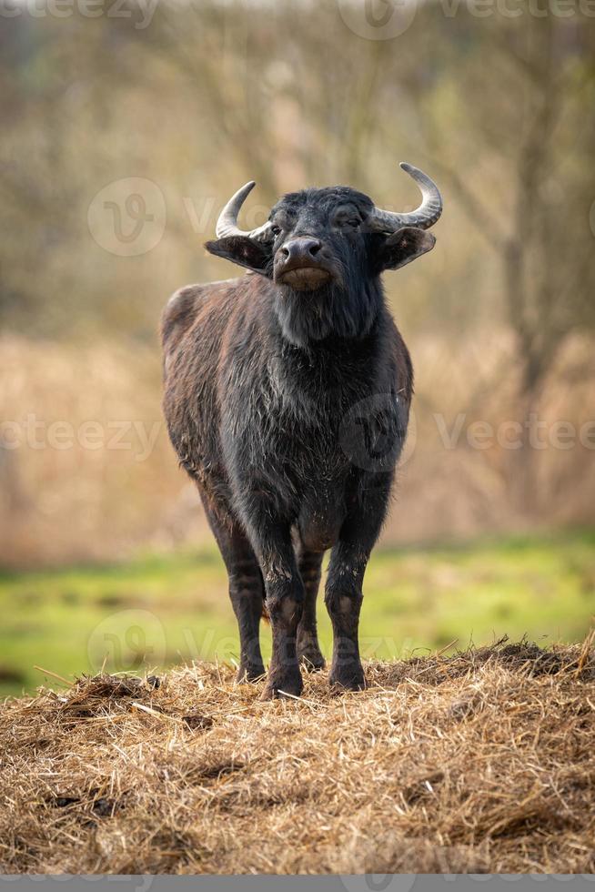 Retrato de un joven toro negro con la cabeza levantada sobre la paja foto