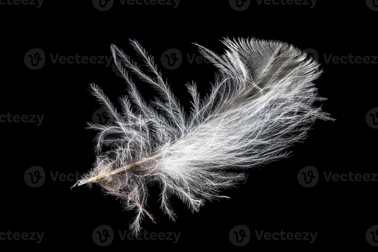 Macro shot of a white eagle owl feather photo