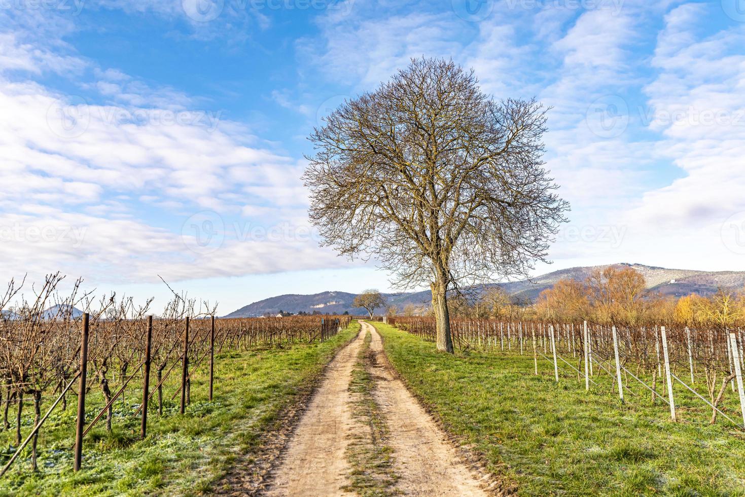 Bare walnut stands on a path between vines in winter against a blue cloudy sky photo