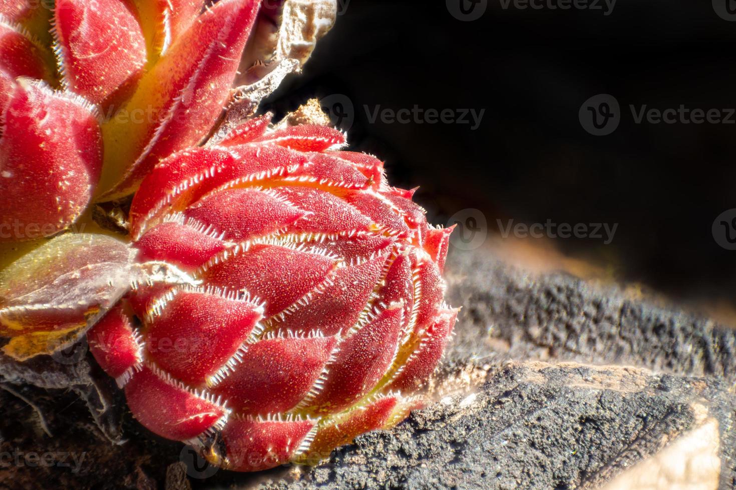 Macro shot of a bud of red houseleek on the mother plant photo