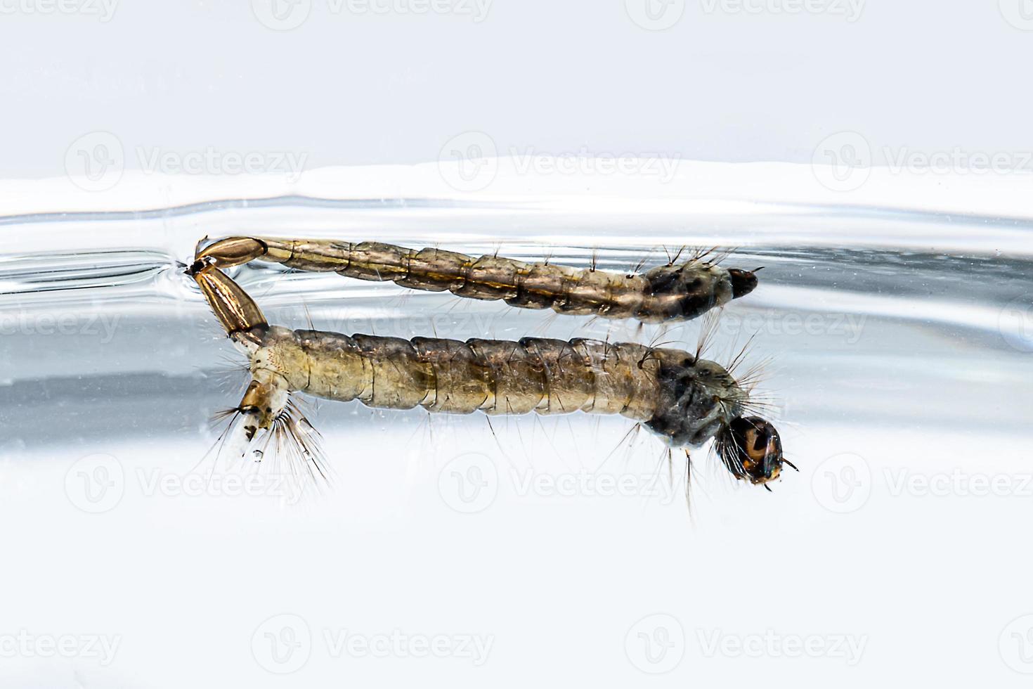 Snarling larvae are hanging on the water surface photo