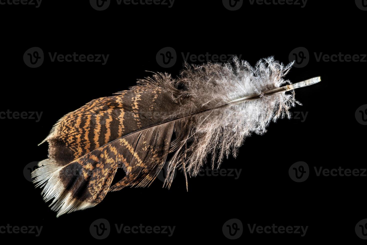 Foto de una pluma de pavo rojo-marrón