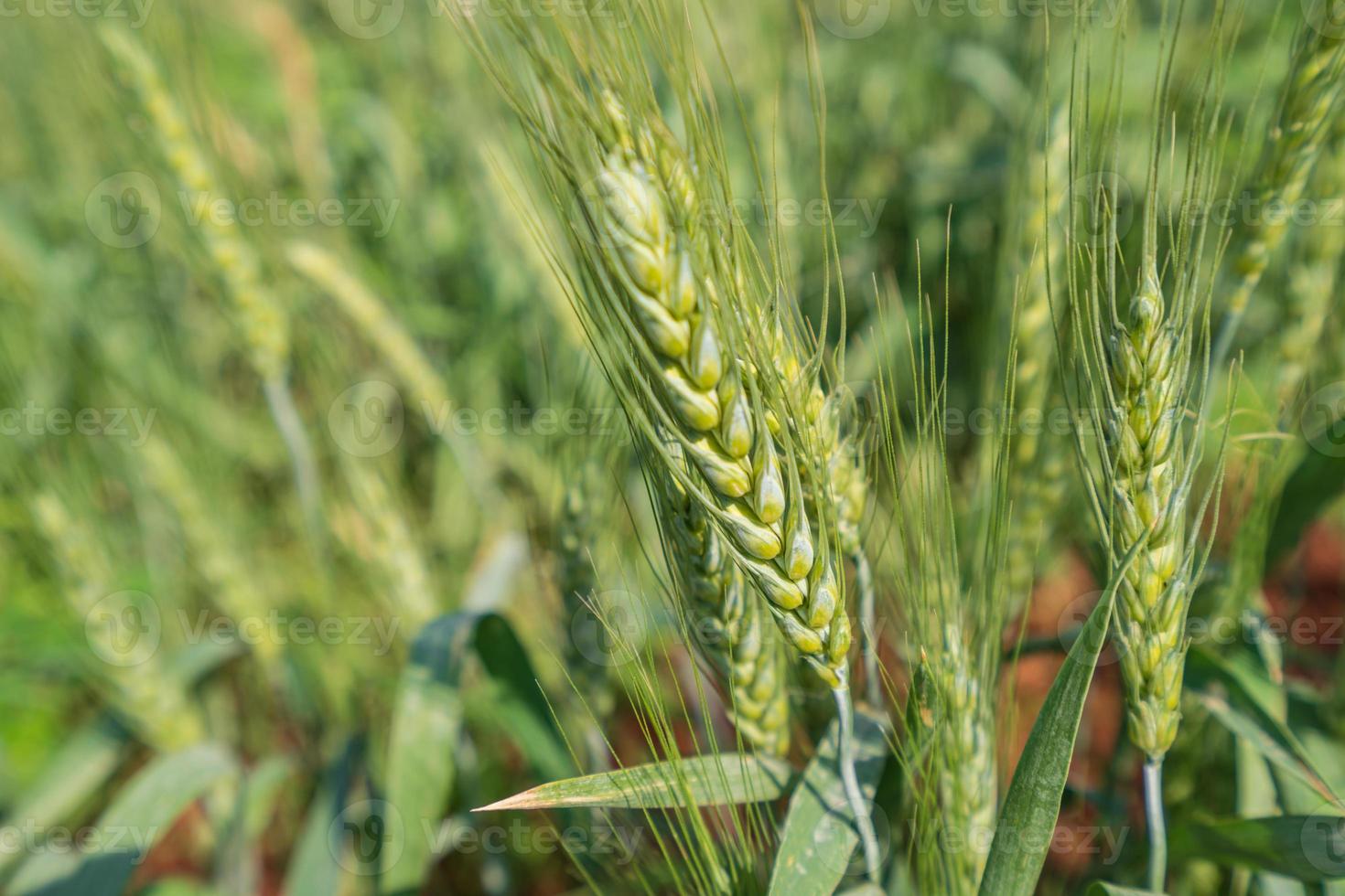 Green wheat field under sky and sunlight photo