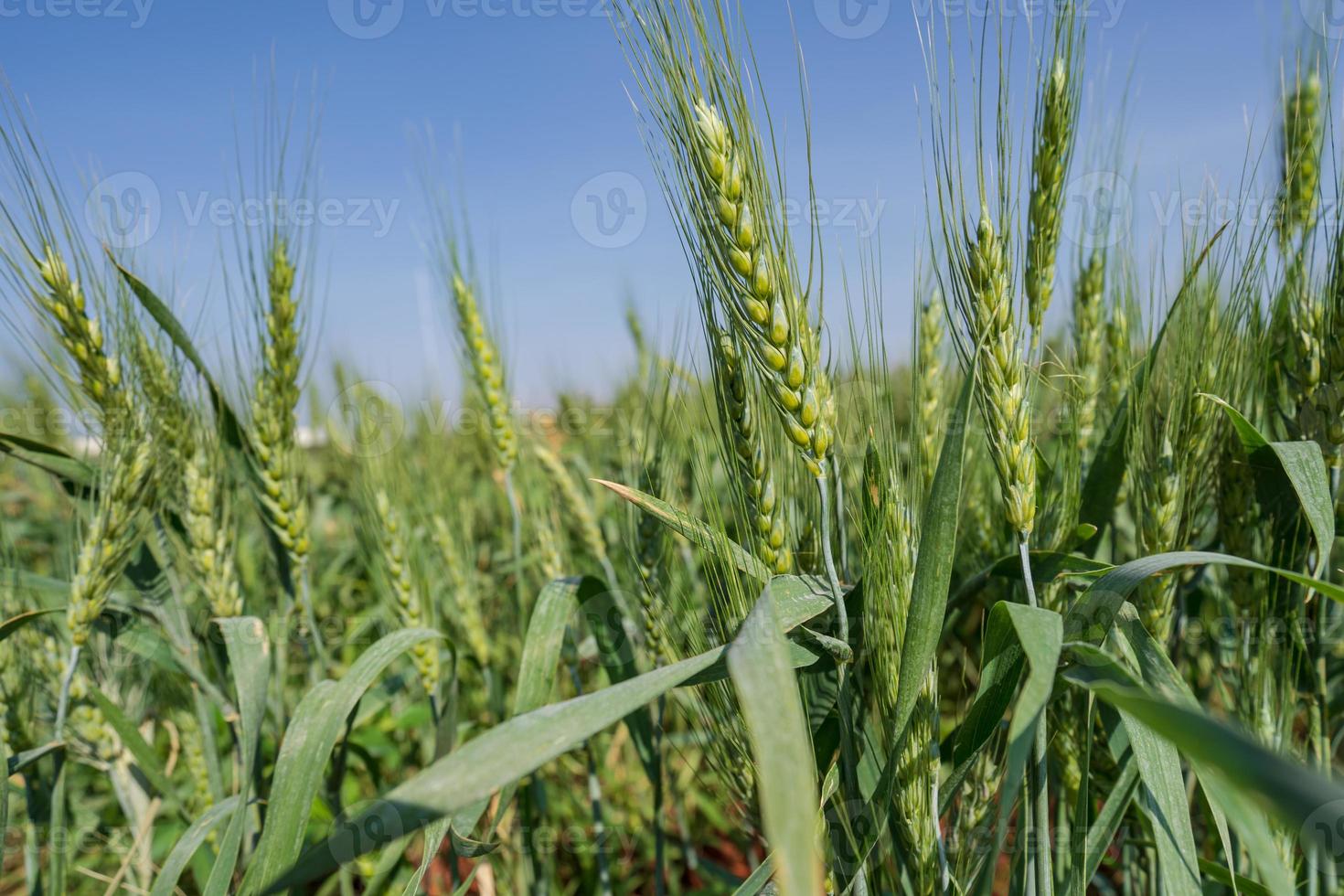 Green wheat field under sky and sunlight photo