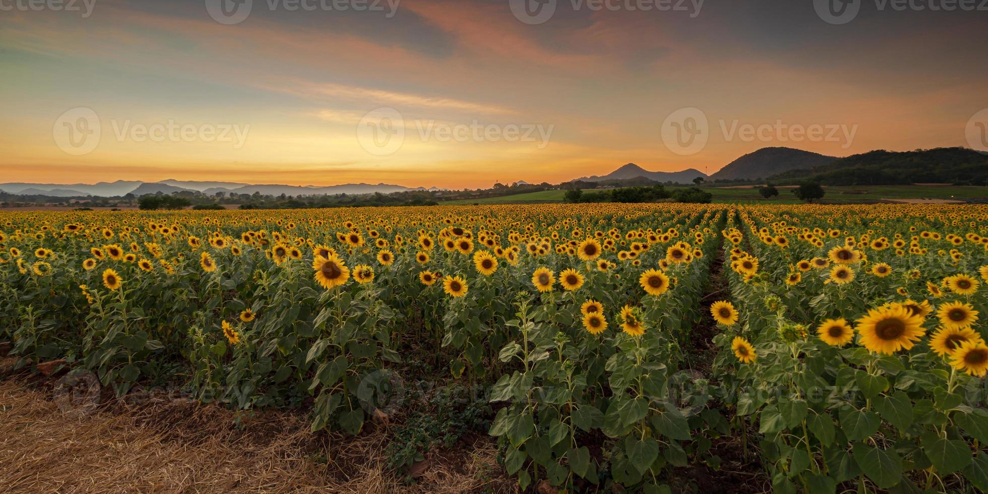 Blooming sunflower plants in the countryside at sunset photo