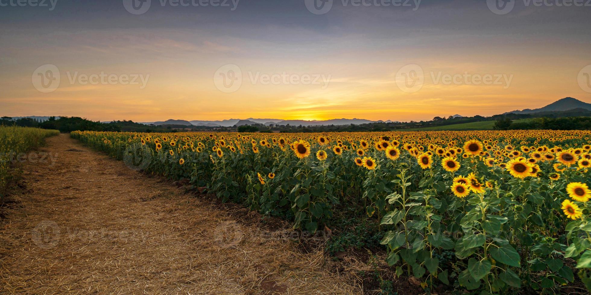 Blooming sunflower plants in the countryside at sunset photo