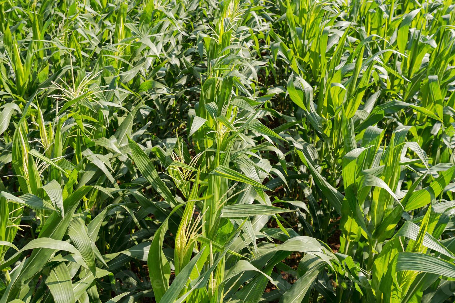 Fondo de granja de maíz verde y luz solar foto