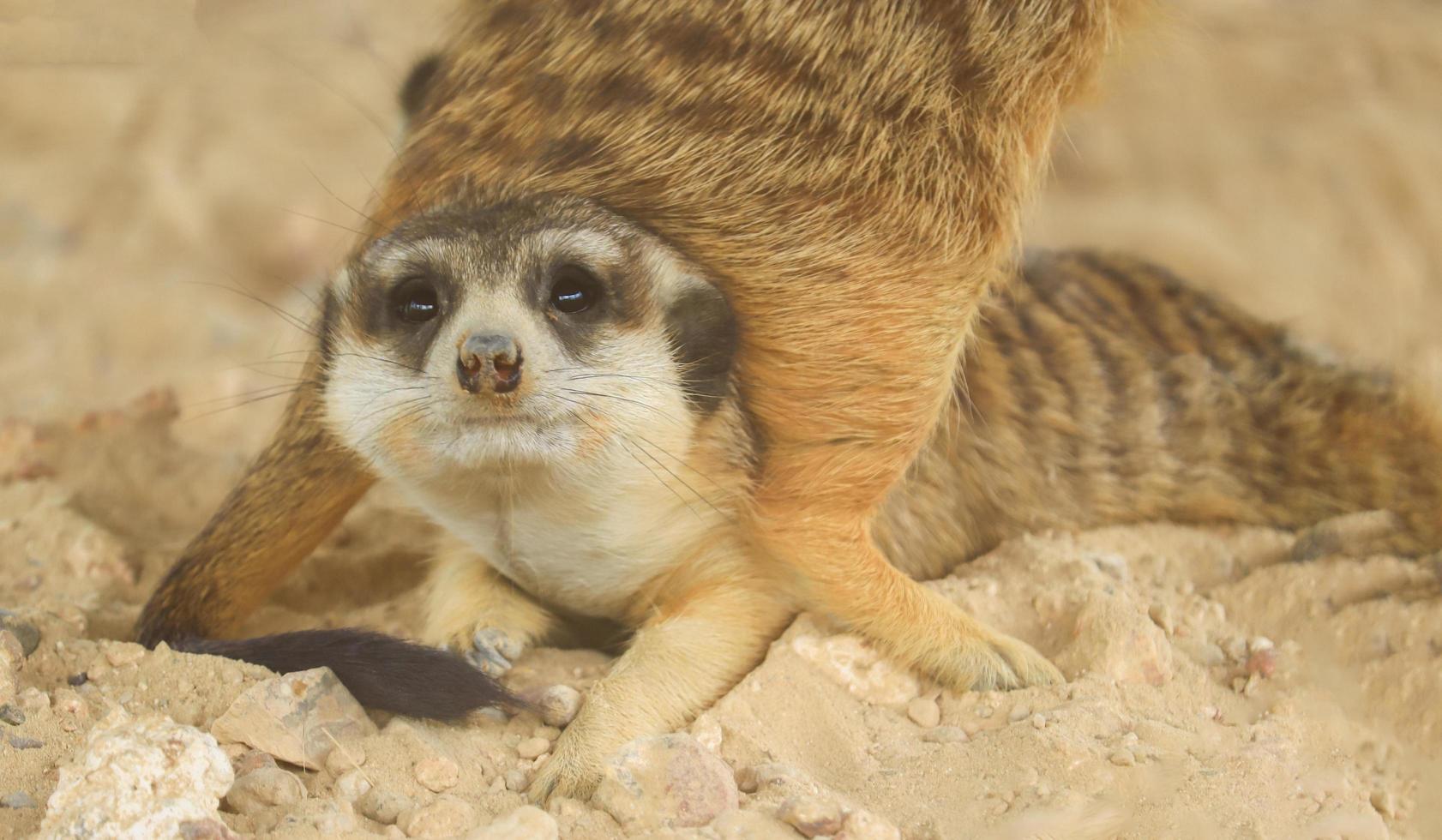 Meerkats are playing with each other having fun photo