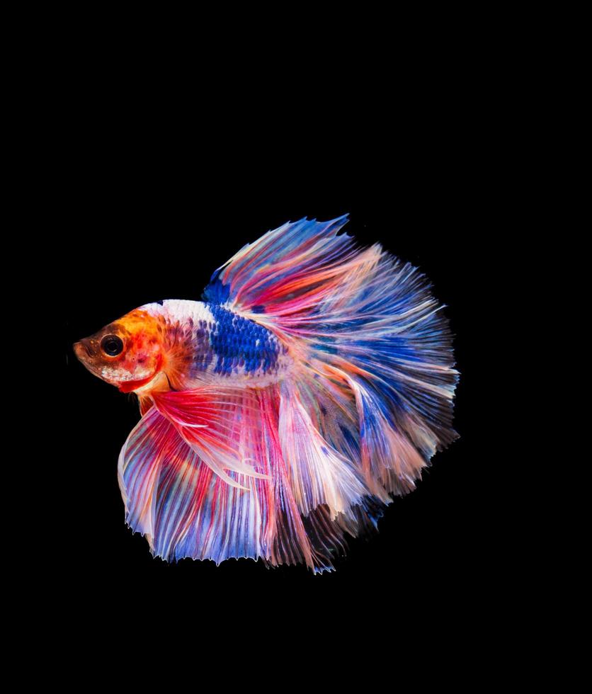 Betta siamés luchando con hermosos colores sobre fondo negro foto