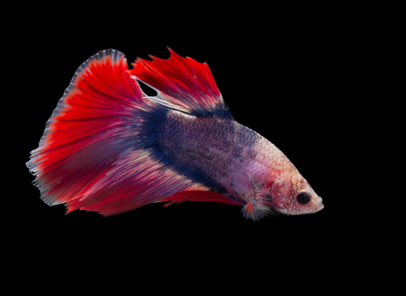 Betta siamés luchando con hermosos colores sobre fondo negro foto