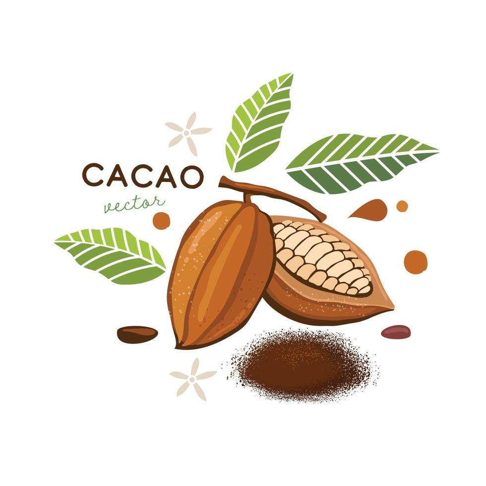 cacao beans with green leaves vector illustration