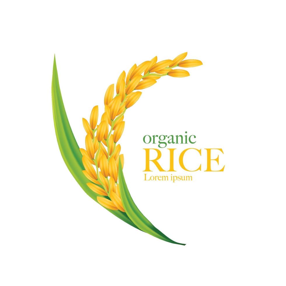 Rice vector illustration