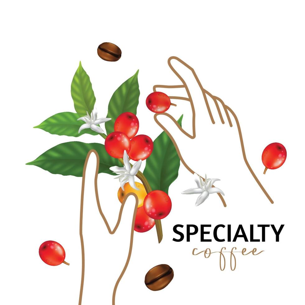 Vector illustration of Specialty coffee