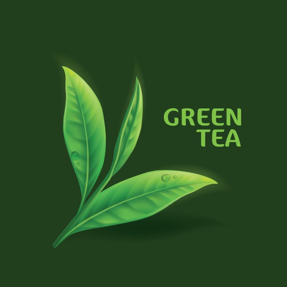 vector de hojas de té verde realista