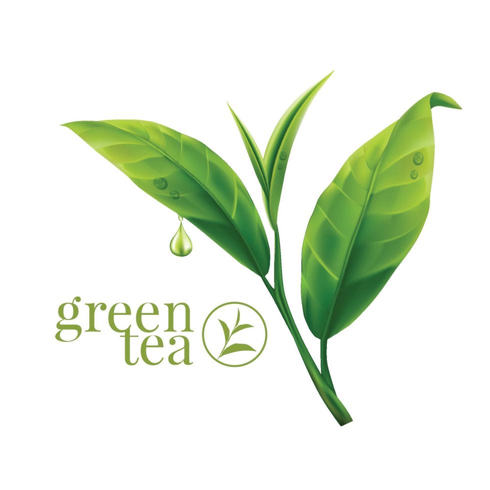 Realistic green tea leaves Vector