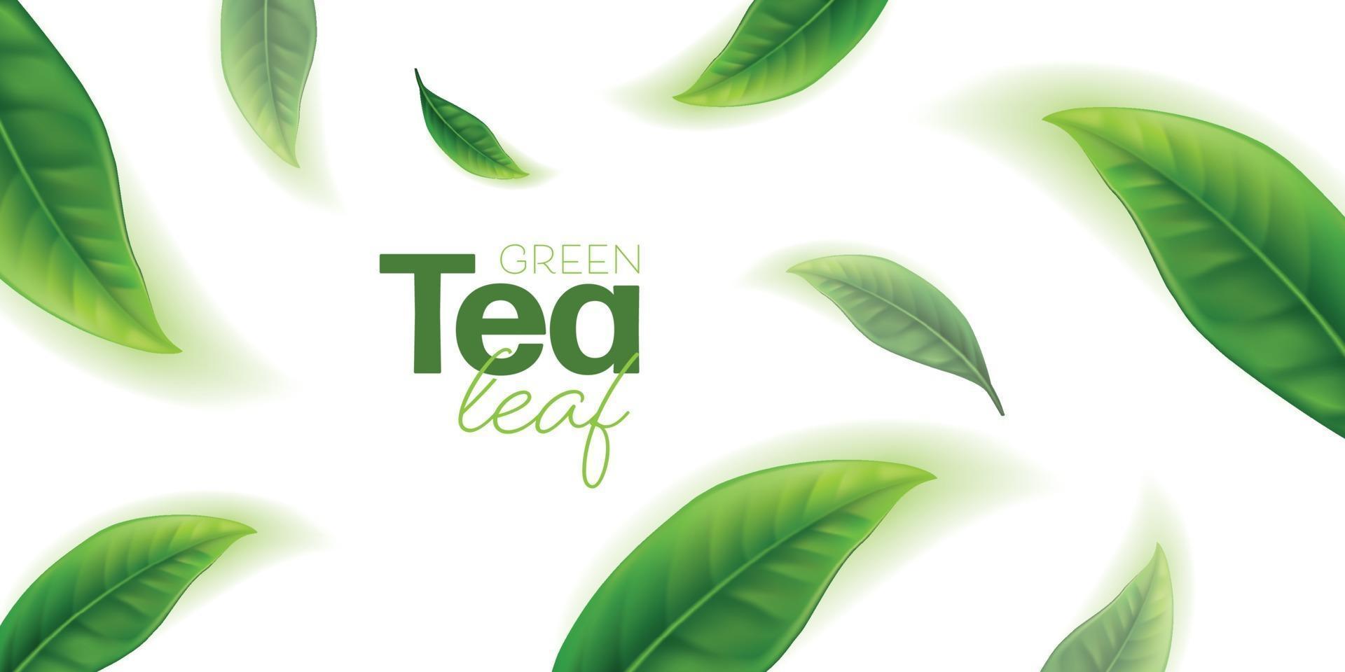 Realistic green tea leaves Vector