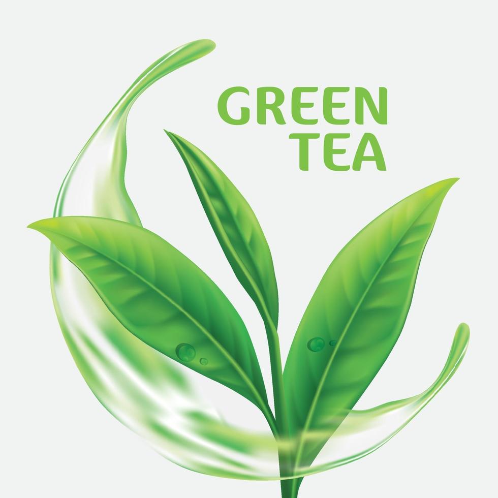 Realistic green tea leaves Vector