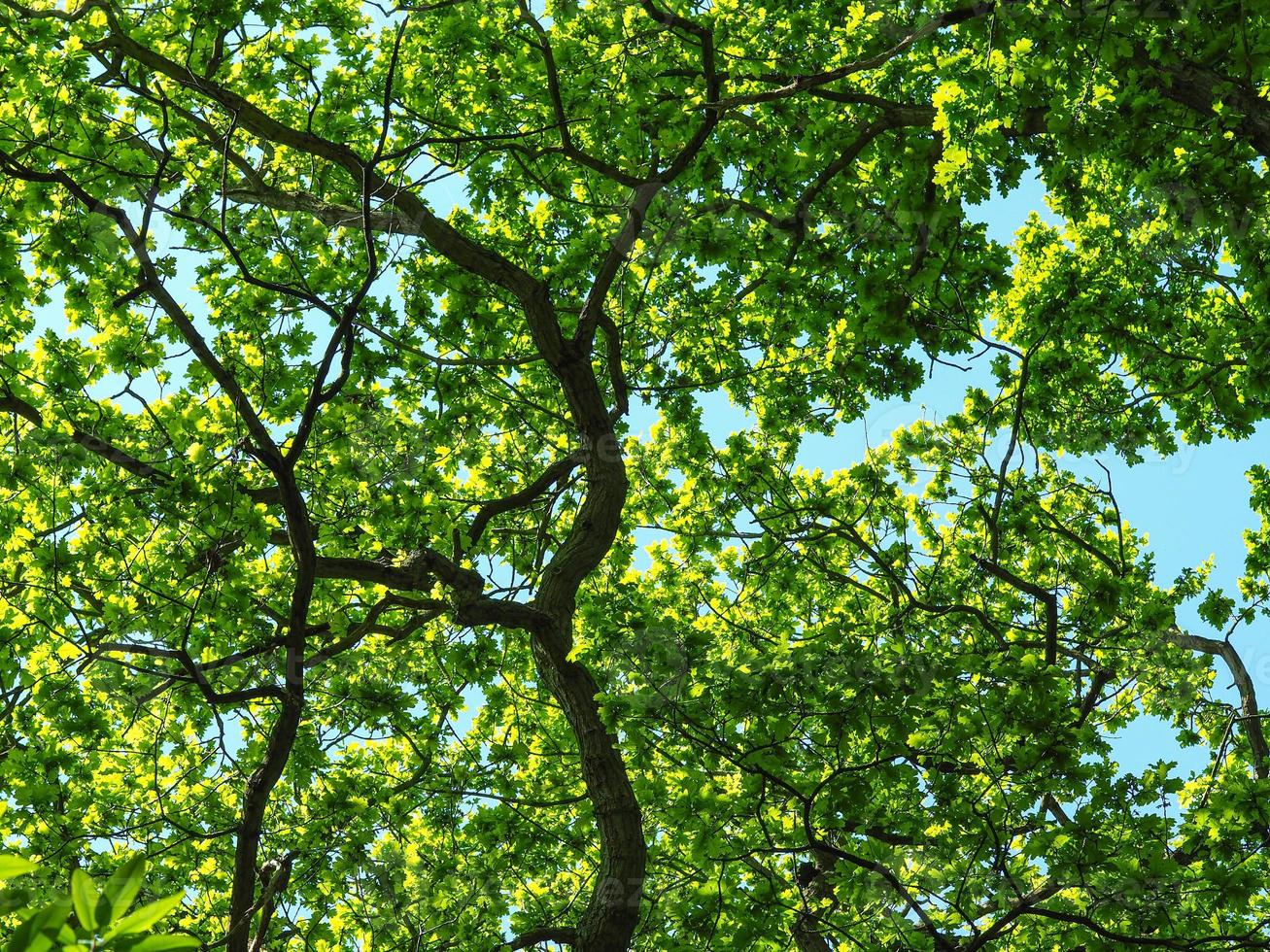 Robles con hermoso follaje de primavera verde fresco foto