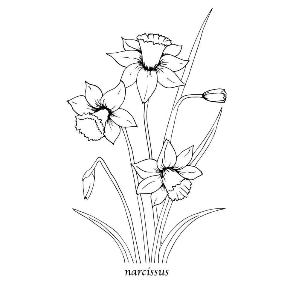 boceto de botánica floral. dibujos de flores de narciso. blanco y negro con arte lineal sobre fondos blancos. ilustraciones botánicas dibujadas a mano. vector