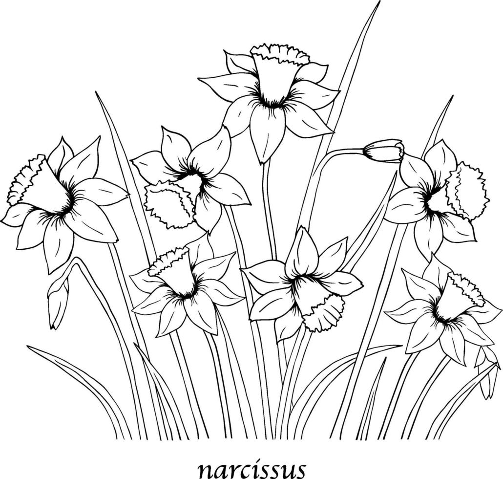 Narcissus flower drawings. Black and white with line art on white backgrounds. Hand drawn botanical illustrations. vector