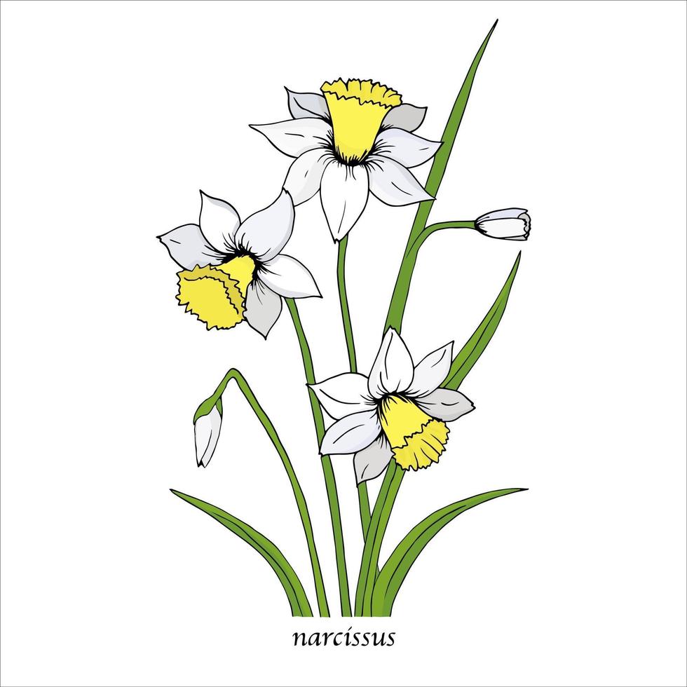 White Narcissus flower with green leaves. Spring flowers. Hand drawn botanical vector illustration. Daffodil flower isolated.