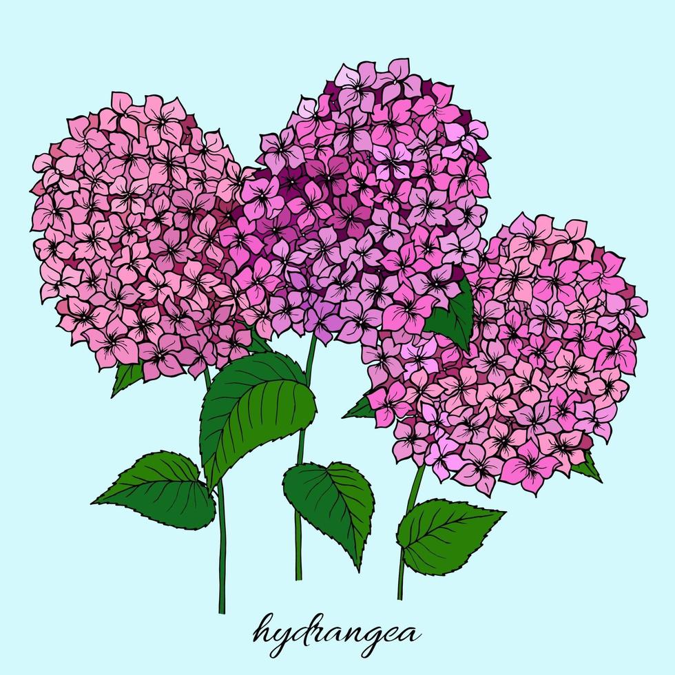 flores de botánica. ilustración colorida en el estilo de colorear. rama de hortensia. vector