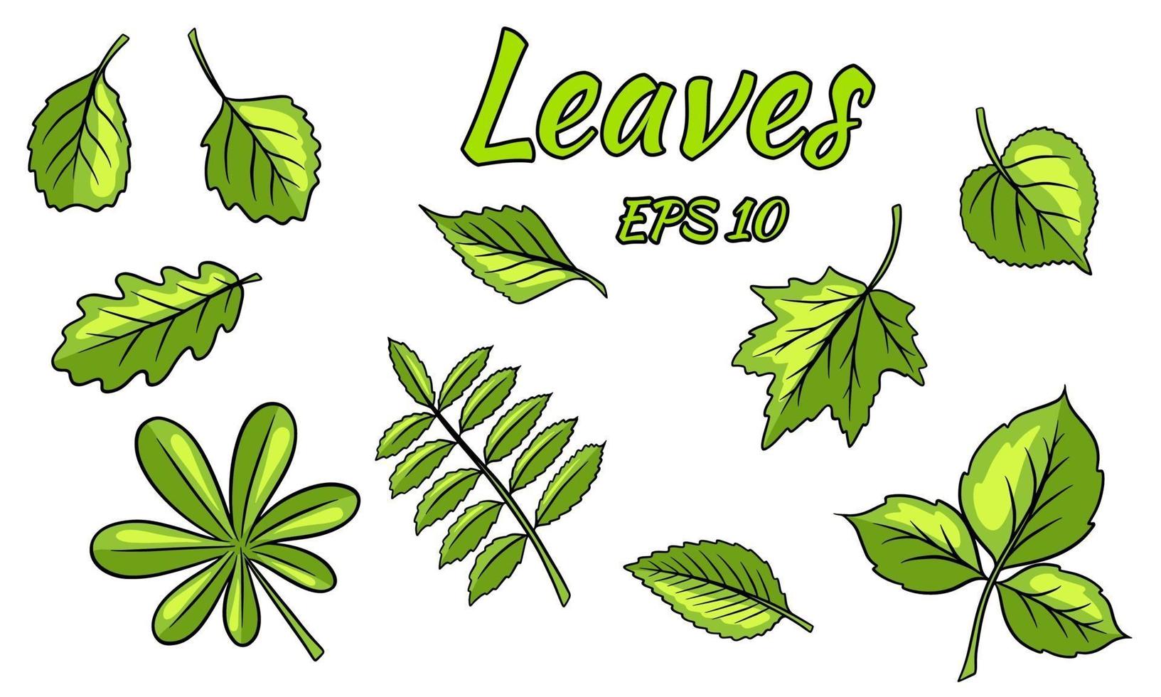 Collection of green leaves. Leaves of different shapes. Carved leaves. Silhouette. vector