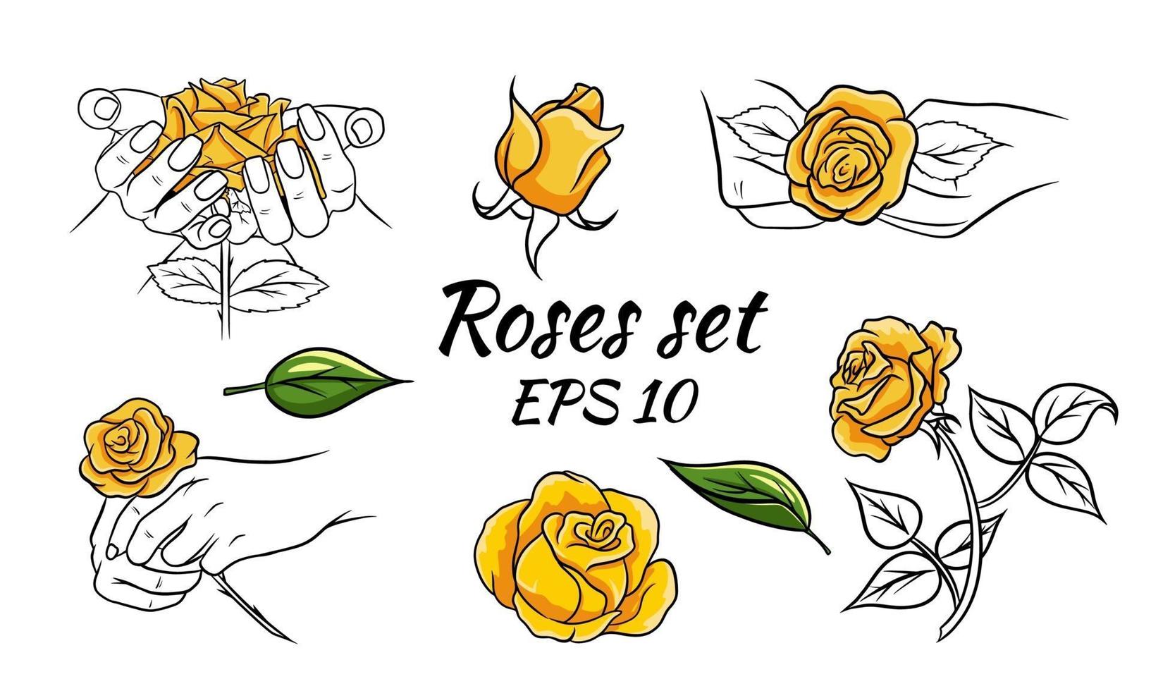 Set of patterns with roses. Roses in hands, buds, leaves. Yellow roses. Vector illustration isolated.