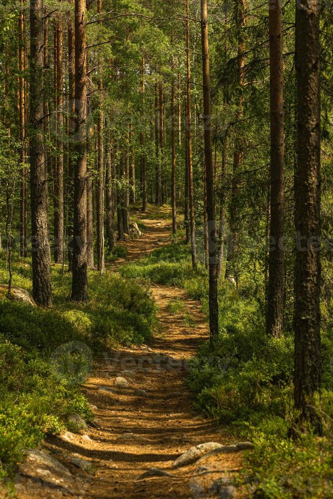 camino a través de un hermoso bosque de pinos y abetos foto