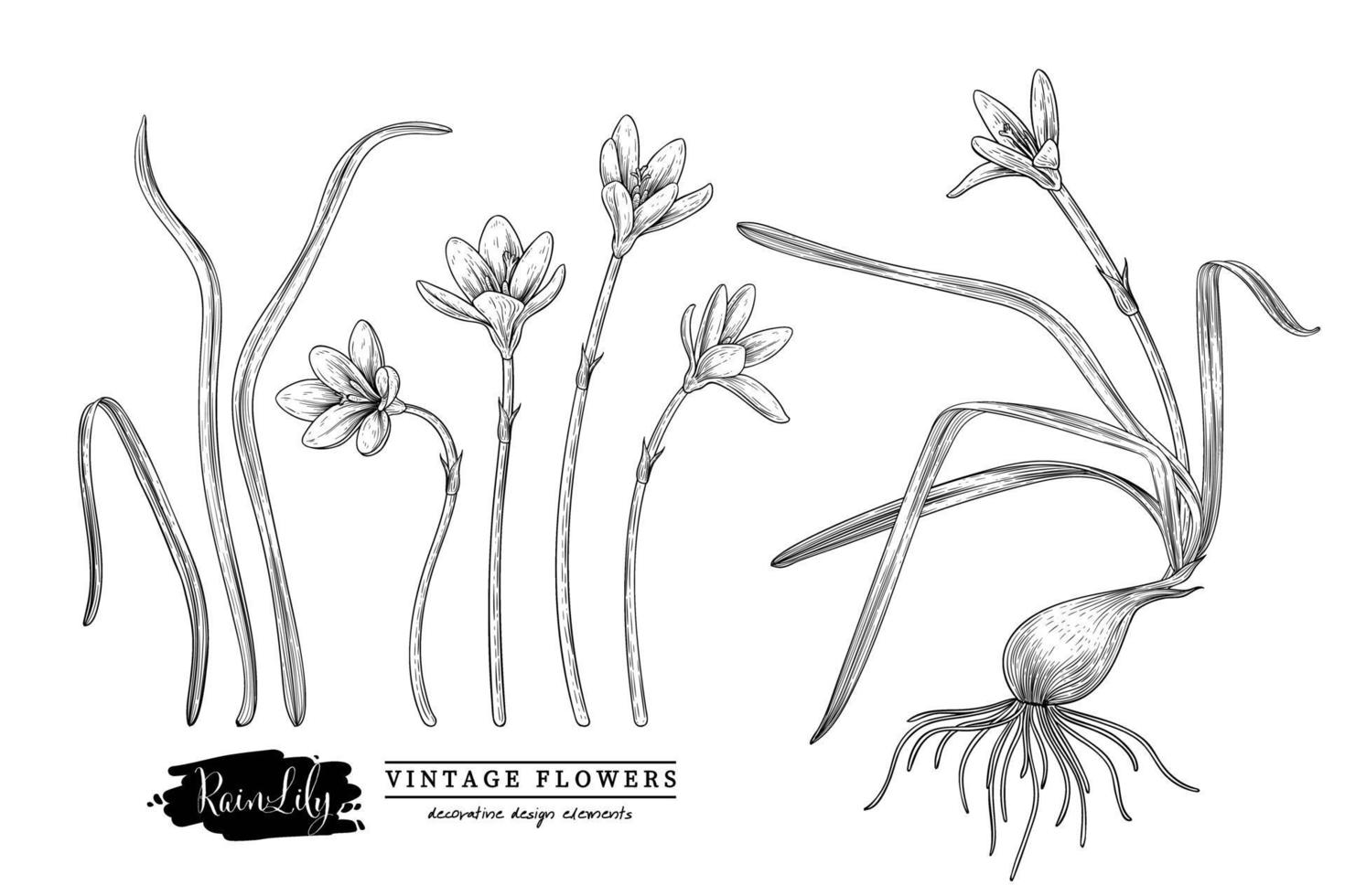 Sketch Floral decorative set. Rain lily flower drawings. Black and white with line art isolated on white backgrounds. Hand Drawn Botanical Illustrations. Elements vector. vector