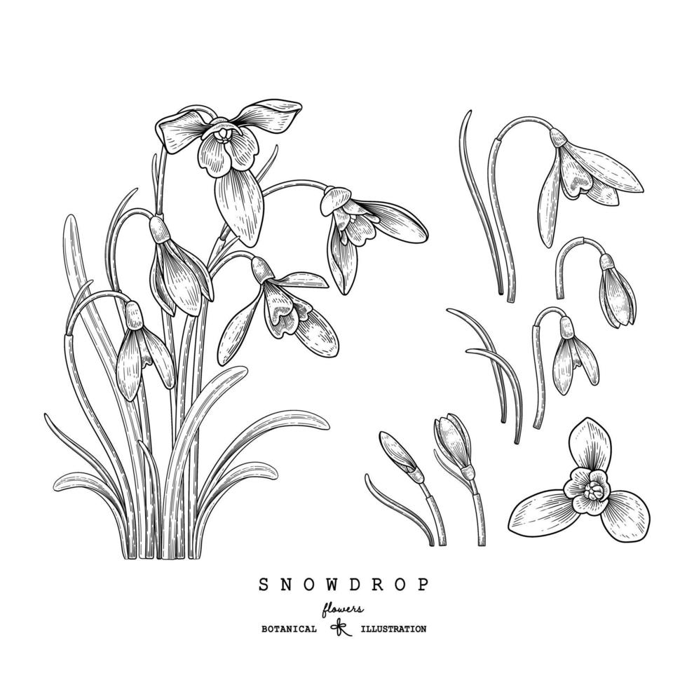 Sketch Floral decorative set. Snowdrop flower drawings. Black and white with line art isolated on white backgrounds. Hand Drawn Botanical Illustrations. Elements vector. vector