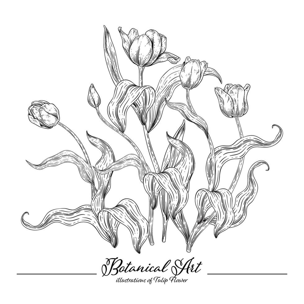 bosquejo conjunto decorativo floral. dibujos de flores de tulipán. blanco y negro con arte lineal aislado sobre fondos blancos. ilustraciones botánicas dibujadas a mano. vector de elementos.