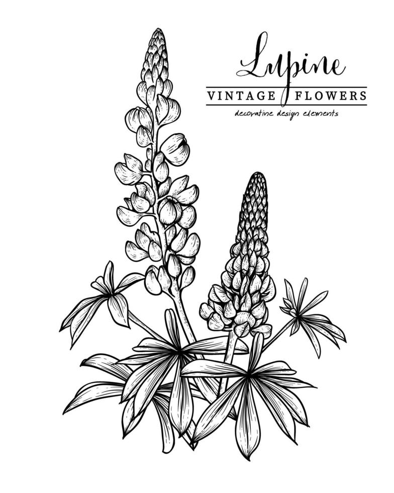 Sketch Floral decorative set. Lupin flower drawings. Black and white with line art isolated on white backgrounds. Hand Drawn Botanical Illustrations. Elements vector. vector