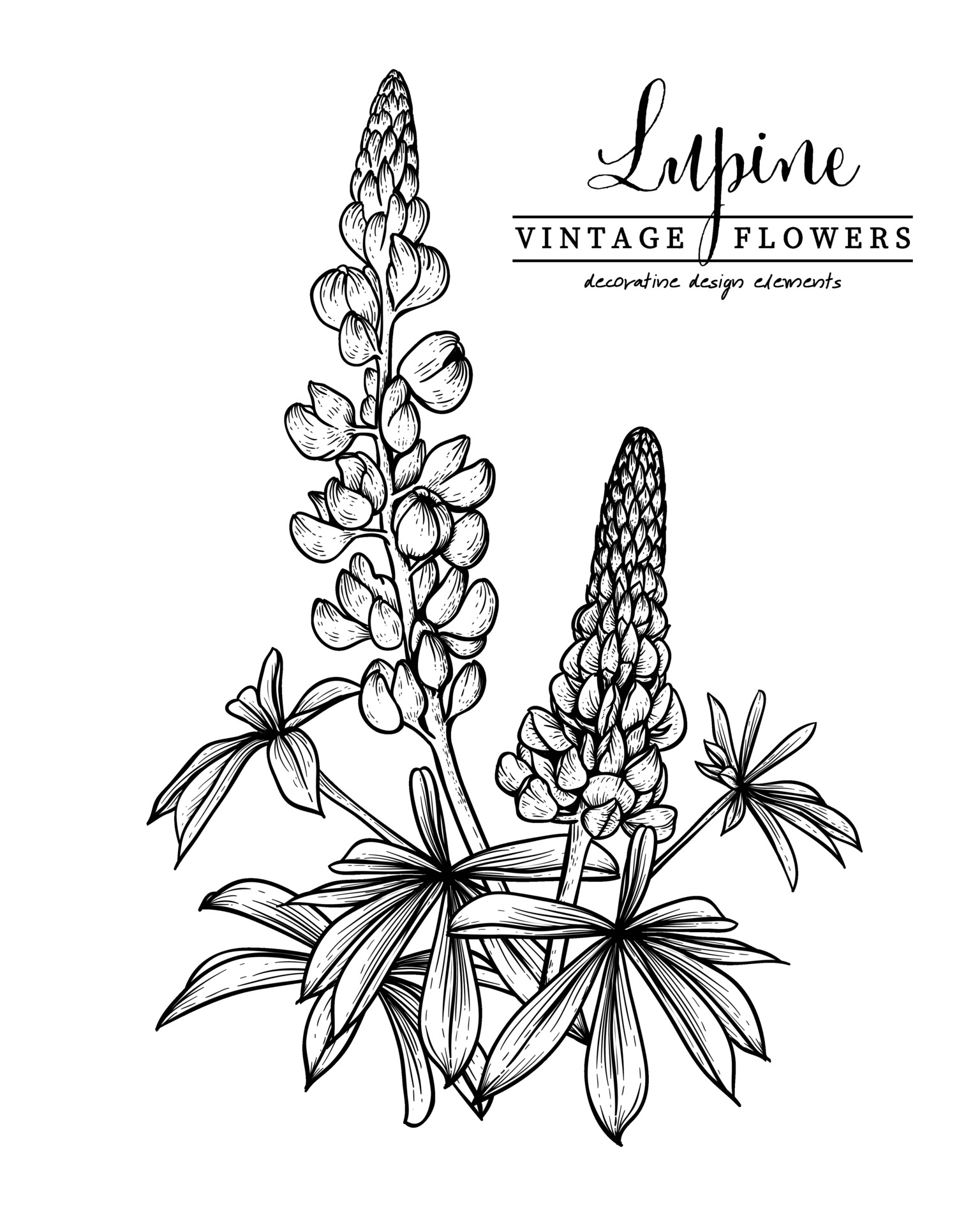 Sketch Floral decorative set. Lupin flower drawings. Black and white