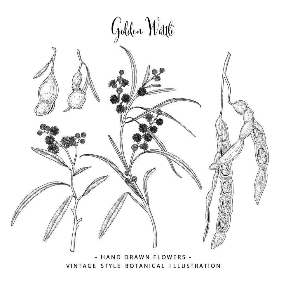 Golden Wattle or acacia pycnantha decorative set Hand Drawn Botanical sketch vector Illustration