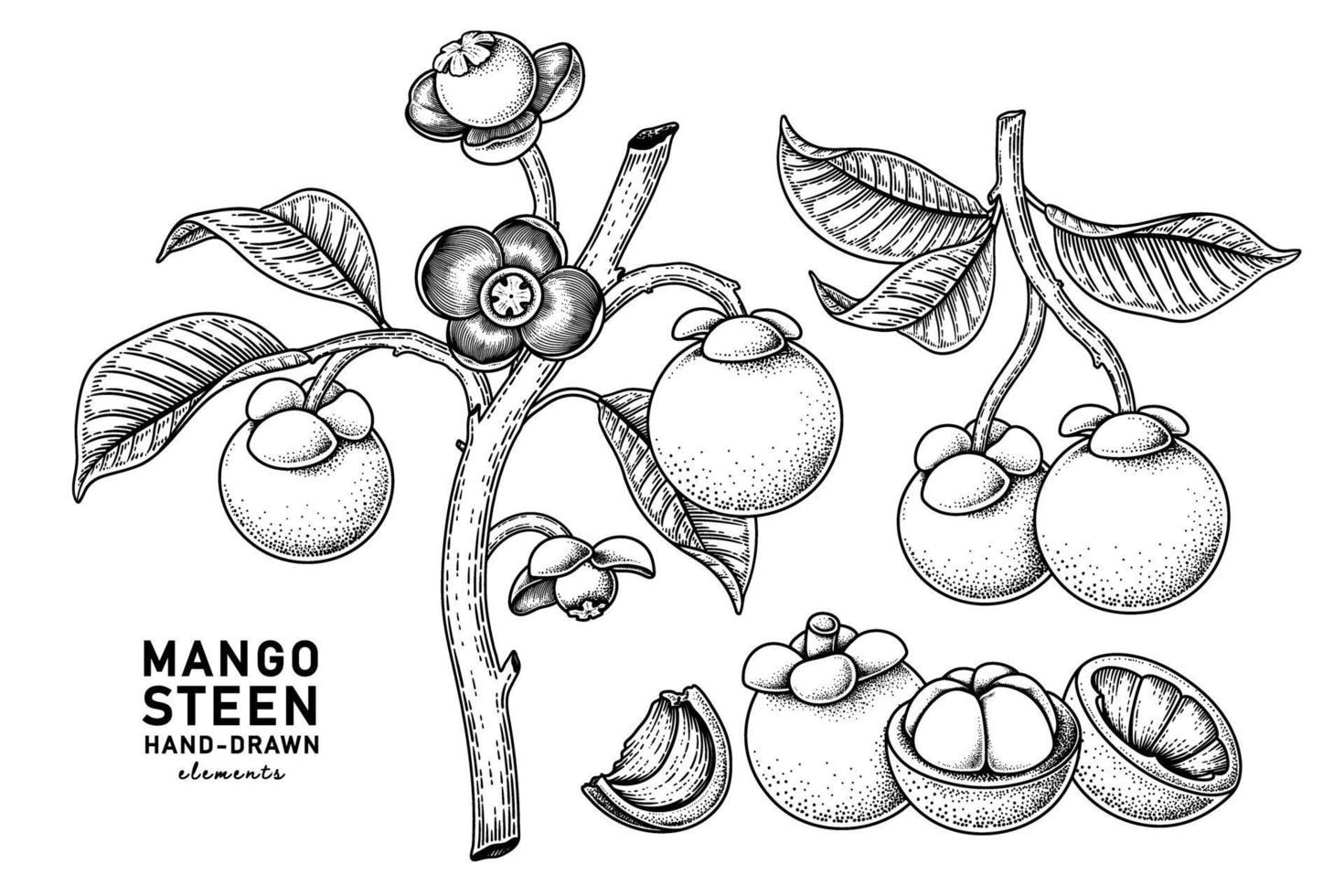 Set of mangosteen fruit hand drawn elements botanical illustration vector
