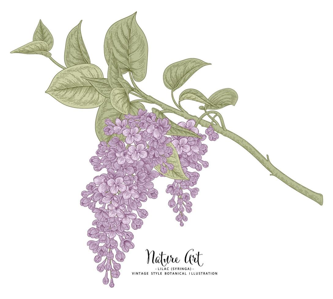 Lilac or syringa Hand Drawn Botanical sketch vector Illustration