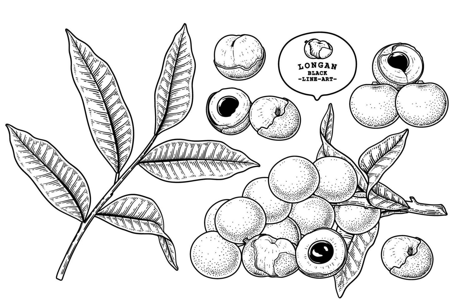 conjunto de dimocarpus longan fruta elementos dibujados a mano ilustración botánica vector