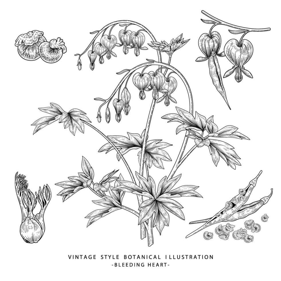 Flor de corazón sangrante, semilla y vaina dibujada a mano ilustración de vector de boceto botánico