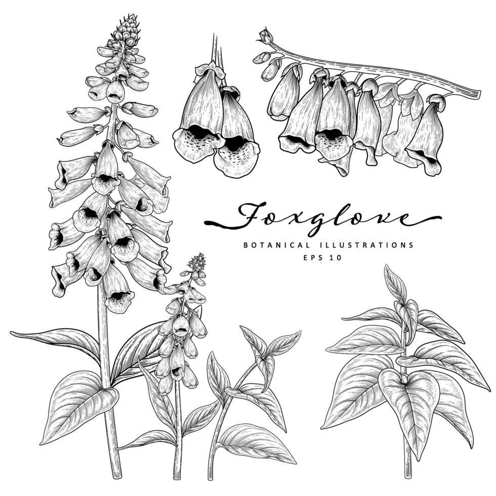 Sketch Floral decorative set. Foxglove flower drawings. Black and white with line art isolated on white backgrounds. Hand Drawn Botanical Illustrations. Elements vector. vector